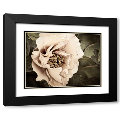 Golden Era Peony I Black Modern Wood Framed Art Print with Double Matting by Perry, Rachel