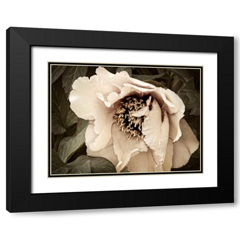 Golden Era Peony III Black Modern Wood Framed Art Print with Double Matting by Perry, Rachel