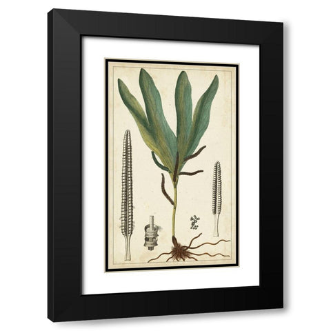 40x24 Foliage Botanique II (ASH) Black Modern Wood Framed Art Print with Double Matting by Turpin