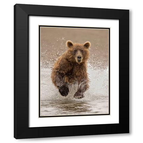 Bears at Play II Black Modern Wood Framed Art Print with Double Matting by PHBurchett