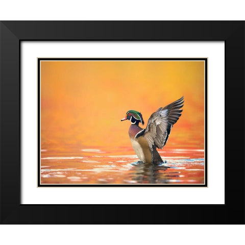 Water Bird Glimpse III Black Modern Wood Framed Art Print with Double Matting by Burchett, PH