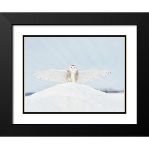 Owl in Flight III Black Modern Wood Framed Art Print with Double Matting by Burchett, PH