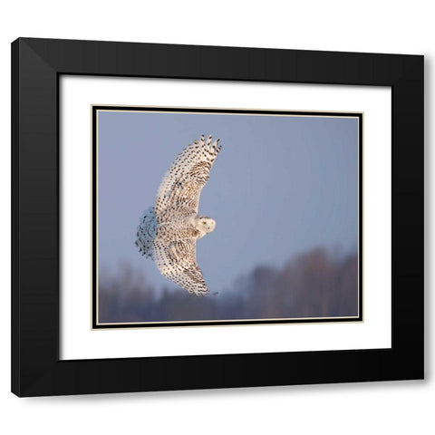 Owl in Flight V Black Modern Wood Framed Art Print with Double Matting by Burchett, PH
