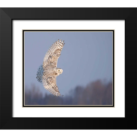 Owl in Flight V Black Modern Wood Framed Art Print with Double Matting by Burchett, PH