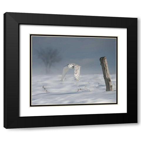 Owl in Flight VI Black Modern Wood Framed Art Print with Double Matting by Burchett, PH