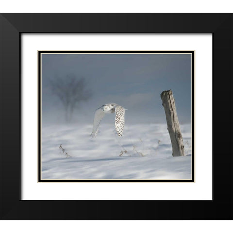 Owl in Flight VI Black Modern Wood Framed Art Print with Double Matting by Burchett, PH