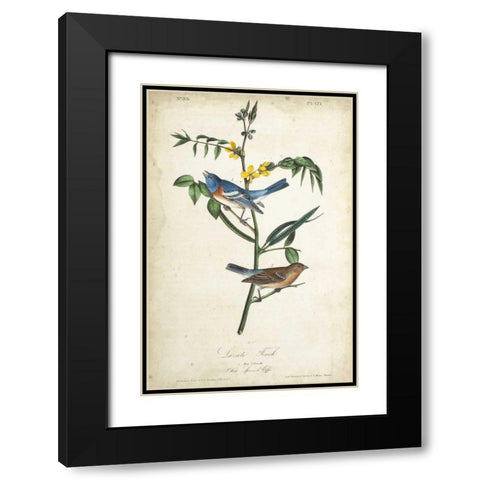 Delicate Bird and Botanical IV Black Modern Wood Framed Art Print with Double Matting by Audubon, John James