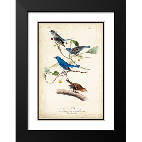 Indigo Bunting Black Modern Wood Framed Art Print with Double Matting by Audubon, John James