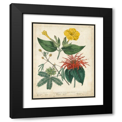 Summer Beauties I Black Modern Wood Framed Art Print with Double Matting by Edwards, Sydenham