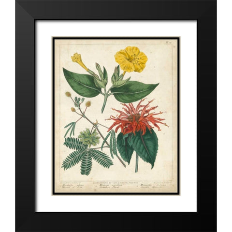 Summer Beauties I Black Modern Wood Framed Art Print with Double Matting by Edwards, Sydenham