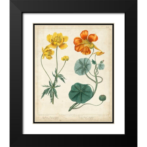 Summer Beauties II Black Modern Wood Framed Art Print with Double Matting by Edwards, Sydenham