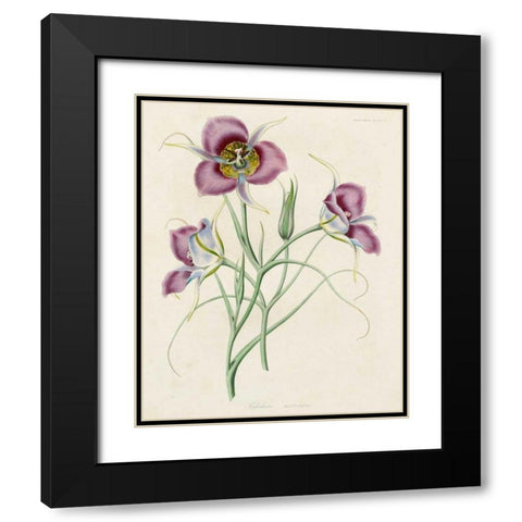 Lavender Blooms I Black Modern Wood Framed Art Print with Double Matting by Unknown