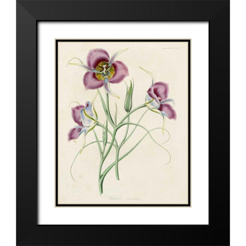 Lavender Blooms I Black Modern Wood Framed Art Print with Double Matting by Unknown