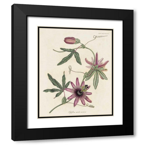 Lavender Blooms II Black Modern Wood Framed Art Print with Double Matting by Unknown