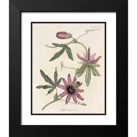 Lavender Blooms II Black Modern Wood Framed Art Print with Double Matting by Unknown