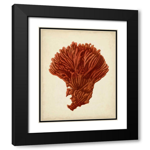 Antique Red Coral I Black Modern Wood Framed Art Print with Double Matting by Vision Studio