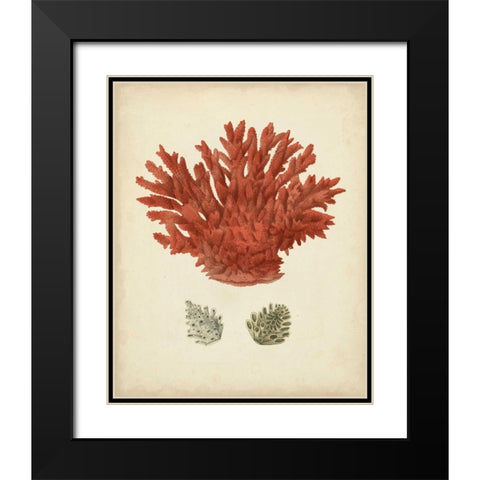 Antique Red Coral III Black Modern Wood Framed Art Print with Double Matting by Vision Studio