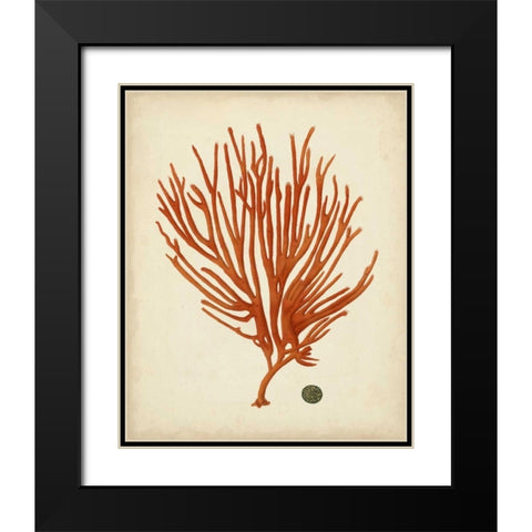 Antique Red Coral IV Black Modern Wood Framed Art Print with Double Matting by Vision Studio