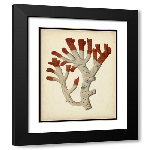 Antique Red Coral VI Black Modern Wood Framed Art Print with Double Matting by Vision Studio