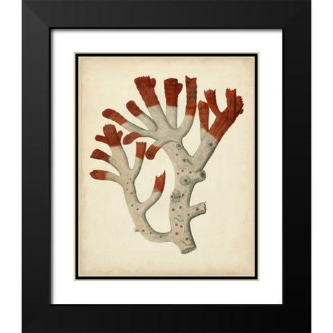 Antique Red Coral VI Black Modern Wood Framed Art Print with Double Matting by Vision Studio