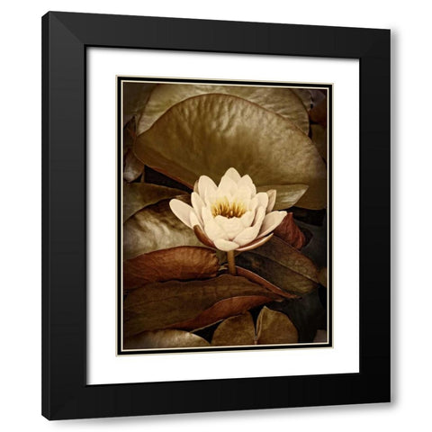 Lily Pad Single Black Modern Wood Framed Art Print with Double Matting by Perry, Rachel