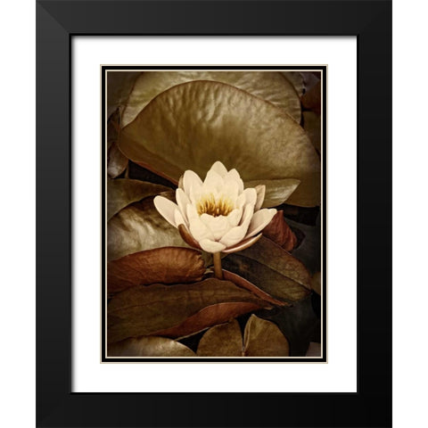 Lily Pad Single Black Modern Wood Framed Art Print with Double Matting by Perry, Rachel