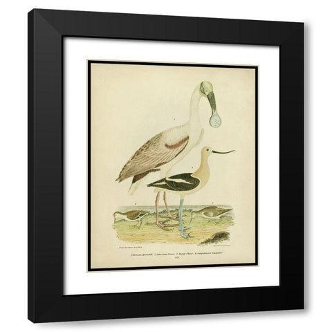 Antique Spoonbill and Sandpipers Black Modern Wood Framed Art Print with Double Matting by Wilson, Alexander