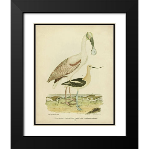 Antique Spoonbill and Sandpipers Black Modern Wood Framed Art Print with Double Matting by Wilson, Alexander