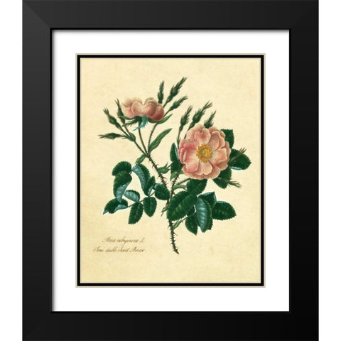 Sweet Briar Rose Black Modern Wood Framed Art Print with Double Matting by Lawrence, Mary
