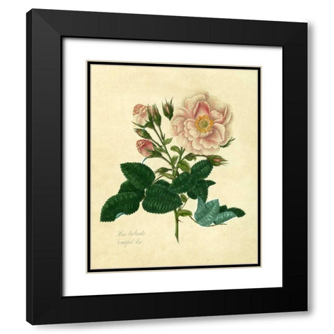Frankfort Rose Black Modern Wood Framed Art Print with Double Matting by Lawrence, Mary