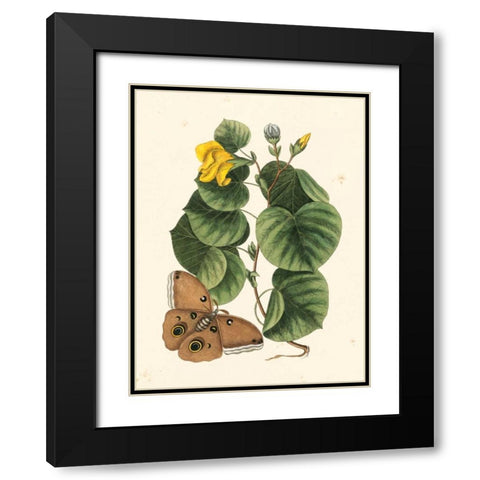 Catesby Butterfly and Botanical I Black Modern Wood Framed Art Print with Double Matting by Catesby, Mark