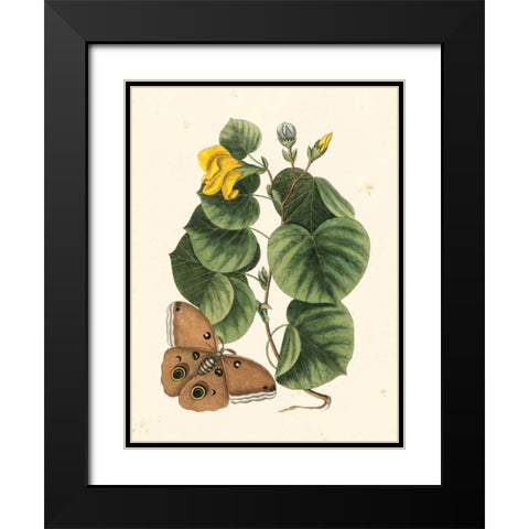Catesby Butterfly and Botanical I Black Modern Wood Framed Art Print with Double Matting by Catesby, Mark