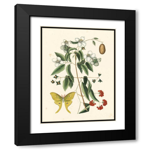 Catesby Butterfly and Botanical III Black Modern Wood Framed Art Print with Double Matting by Catesby, Mark