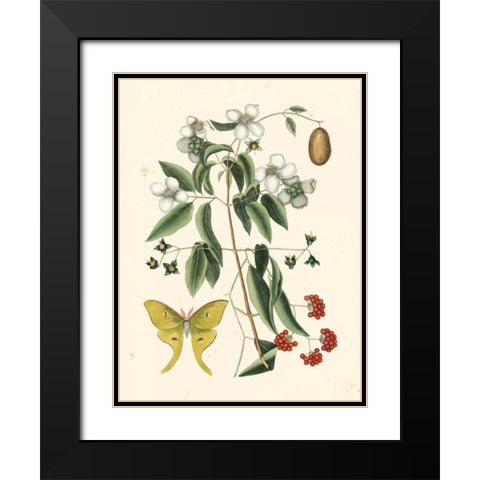 Catesby Butterfly and Botanical III Black Modern Wood Framed Art Print with Double Matting by Catesby, Mark