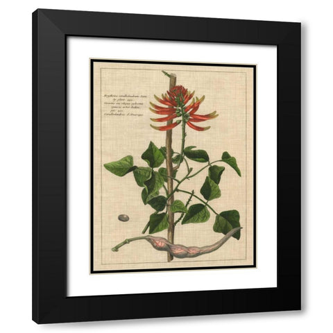 Botanical Study on Linen IV Black Modern Wood Framed Art Print with Double Matting by Vision Studio