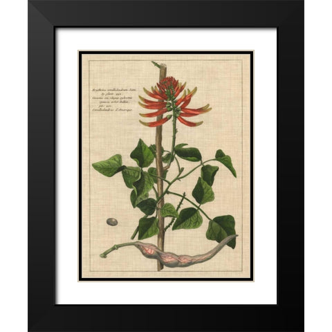 Botanical Study on Linen IV Black Modern Wood Framed Art Print with Double Matting by Vision Studio