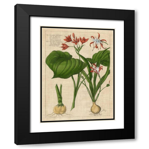 Botanical Study on Linen V Black Modern Wood Framed Art Print with Double Matting by Vision Studio