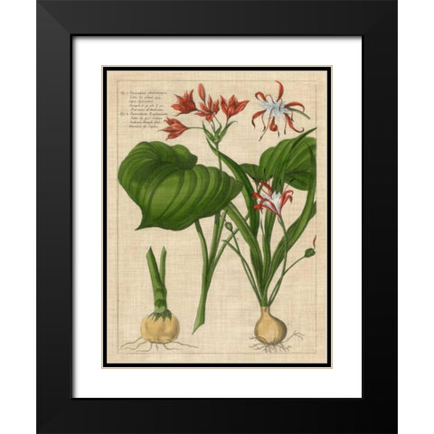 Botanical Study on Linen V Black Modern Wood Framed Art Print with Double Matting by Vision Studio