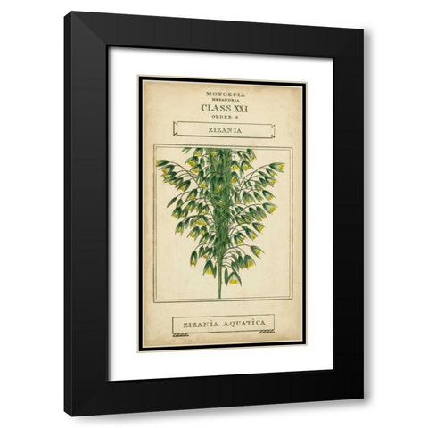 Linnaean Botany I Black Modern Wood Framed Art Print with Double Matting by Vision Studio