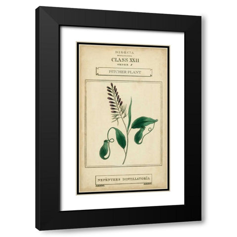 Linnaean Botany II Black Modern Wood Framed Art Print with Double Matting by Vision Studio