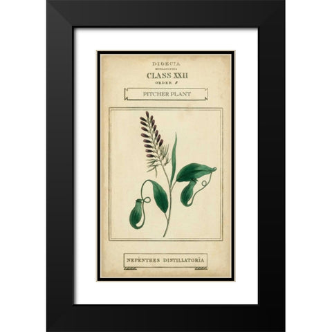 Linnaean Botany II Black Modern Wood Framed Art Print with Double Matting by Vision Studio