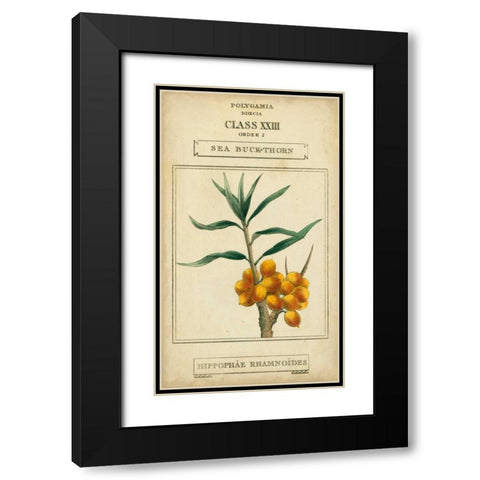 Linnaean Botany III Black Modern Wood Framed Art Print with Double Matting by Vision Studio