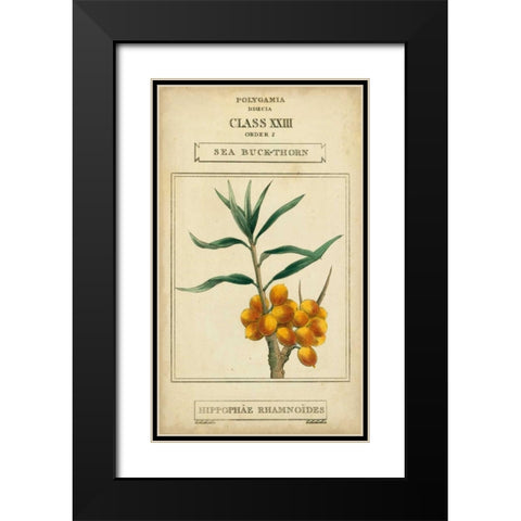 Linnaean Botany III Black Modern Wood Framed Art Print with Double Matting by Vision Studio