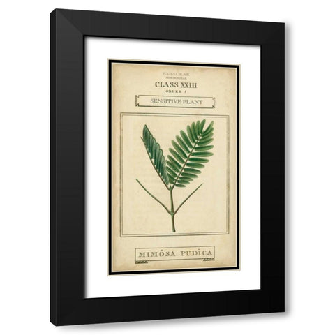 Linnaean Botany IV Black Modern Wood Framed Art Print with Double Matting by Vision Studio