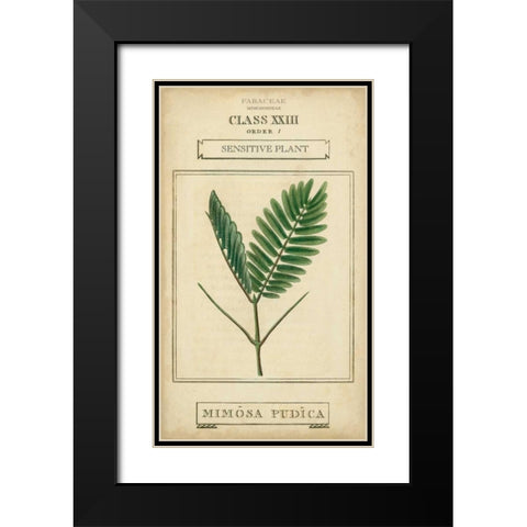 Linnaean Botany IV Black Modern Wood Framed Art Print with Double Matting by Vision Studio