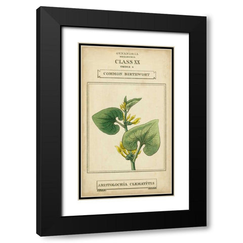 Linnaean Botany V Black Modern Wood Framed Art Print with Double Matting by Vision Studio