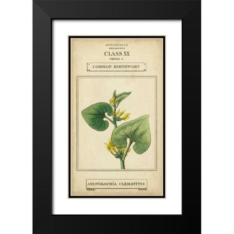 Linnaean Botany V Black Modern Wood Framed Art Print with Double Matting by Vision Studio