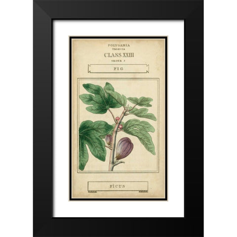 Linnaean Botany VI Black Modern Wood Framed Art Print with Double Matting by Vision Studio