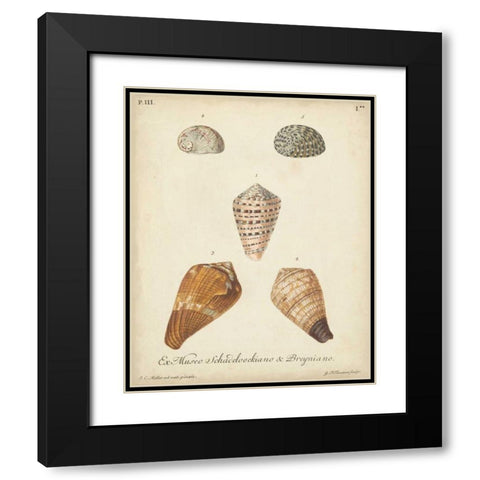 Antique Knorr Shells I Black Modern Wood Framed Art Print with Double Matting by Knorr
