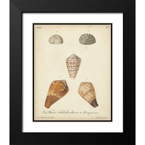Antique Knorr Shells I Black Modern Wood Framed Art Print with Double Matting by Knorr